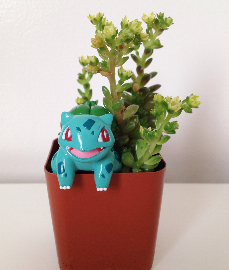 Illustration for article titled Project Bulbasaur Botany: Succulents